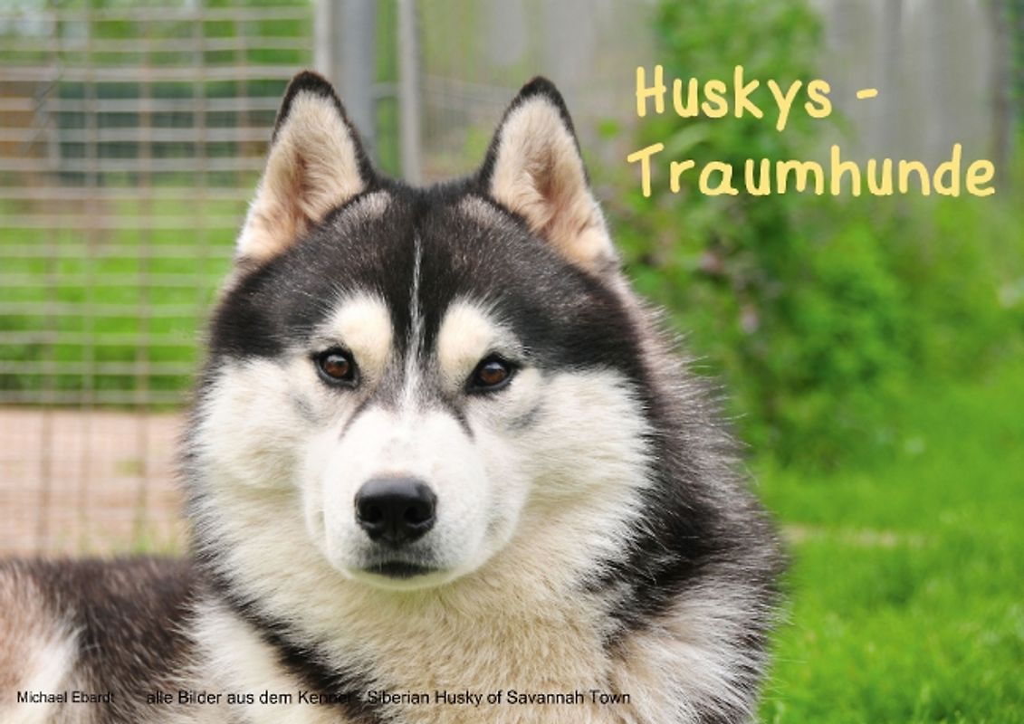 Huskys - Traumhunde (Posterbuch DIN A4 quer)