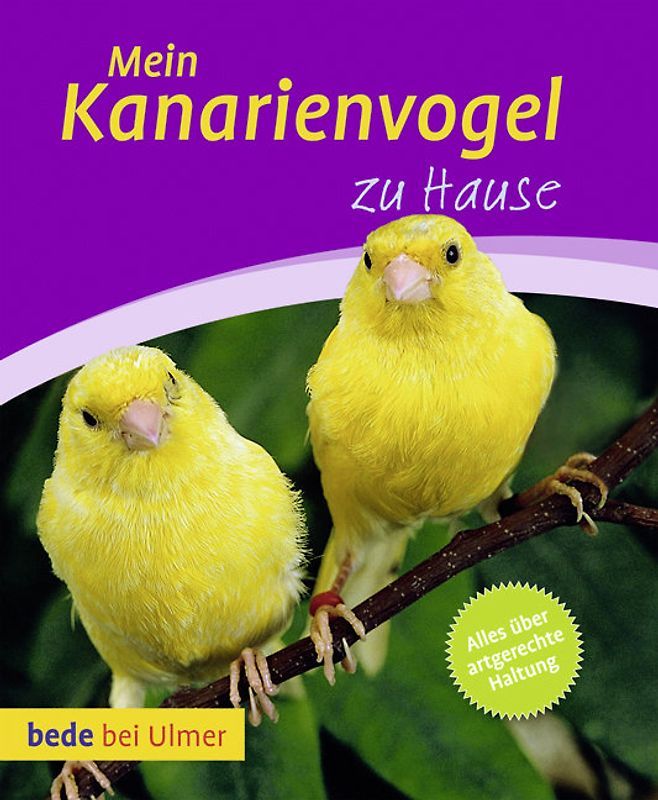 Mein Kanarienvogel zu Hause