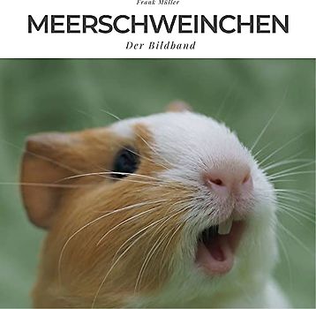 Meerschweinchen