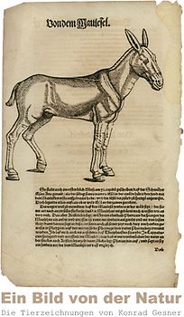 Ein Bild von der Natur – Die Tierzeichnungen von Konrad Gesner (Posterbuch DIN A4 hoch)