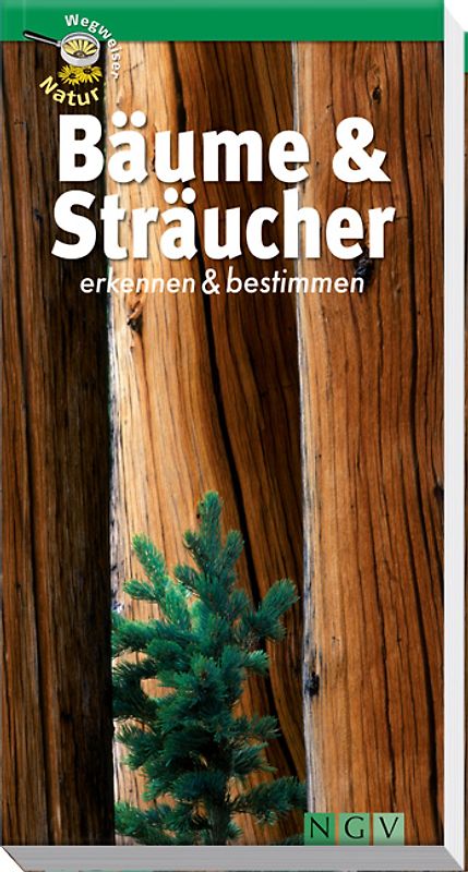 Bäume & Sträucher erkennen und bestimmen