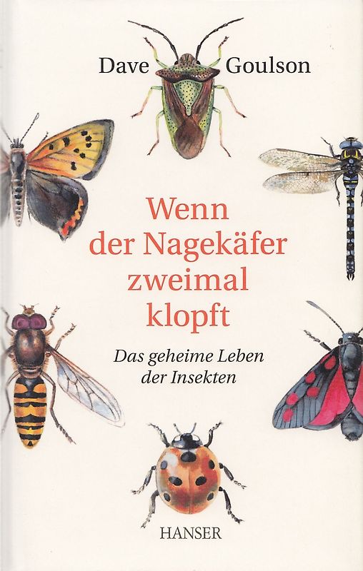 Wenn der Nagekäfer zweimal klopft
