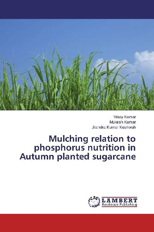 Mulching relation to phosphorus nutrition in Autumn planted sugarcane