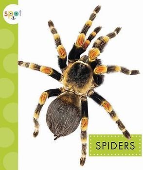 Spiders