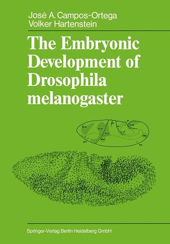 The Embryonic Development of Drosophila melanogaster