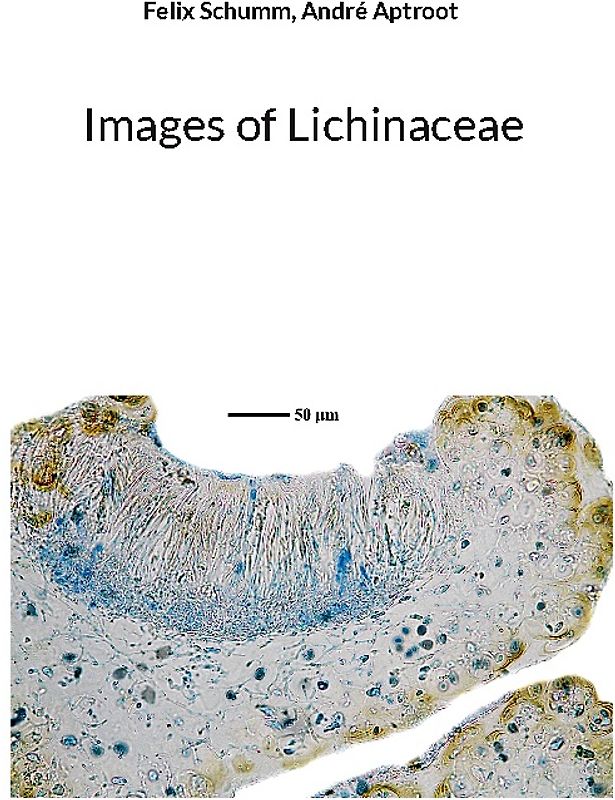 Images of Lichinaceae
