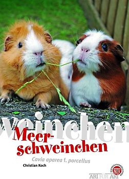 Meerschweinchen