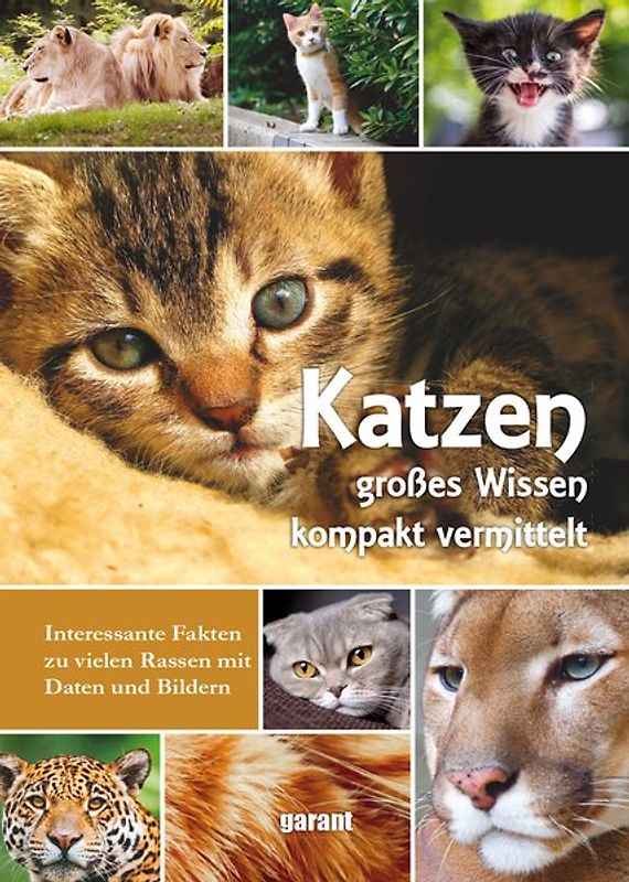 Katzen