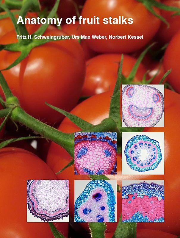 Anatomy of fruit stalks