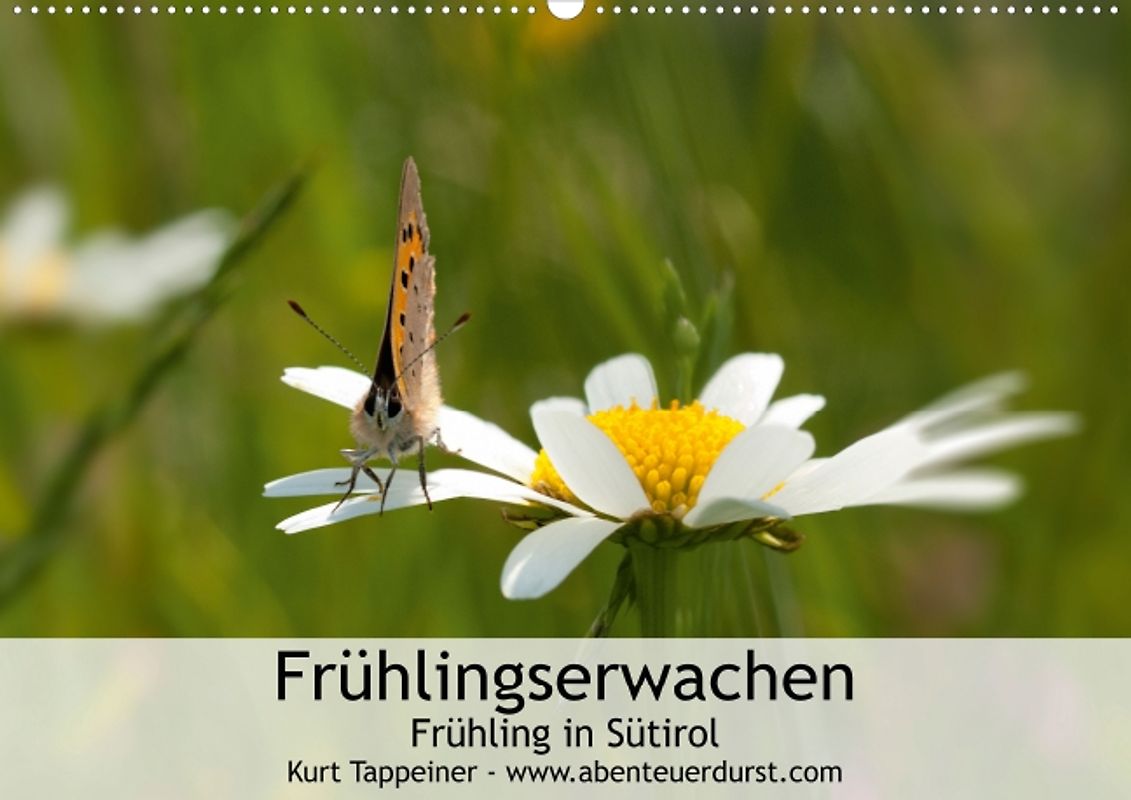 Frühlingserwachen (Posterbuch DIN A2 quer)