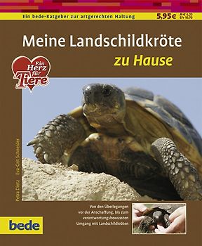 Meine Landschildkröte zu Hause