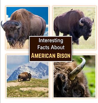 Interesting Facts about American Bison: Learn About the Bison with Picture Book for Children