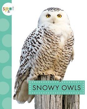 Snowy Owls