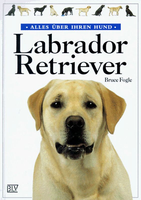 Labrador-Retriever