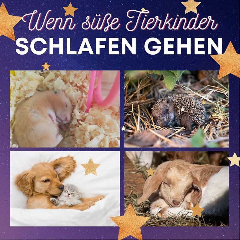 Wenn süße Tierkinder