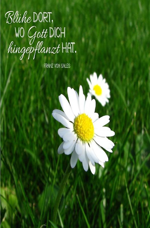 Blühe da, wo Gott dich hingepflanzt hat.