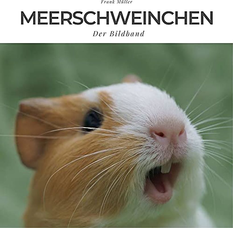 Meerschweinchen