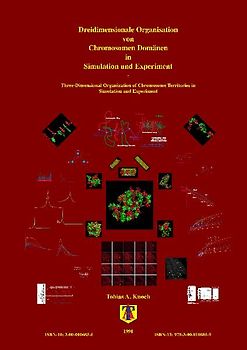 Dreidimensionale Organisation von Chromosomen-Domänen in Simulation und Experiment