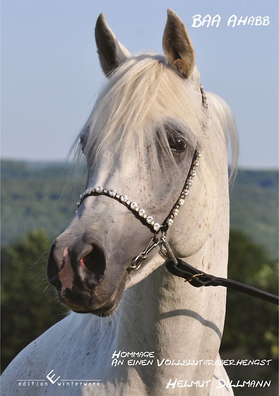 BAA Ahabb - Hommage an einen Vollblutaraberhengst