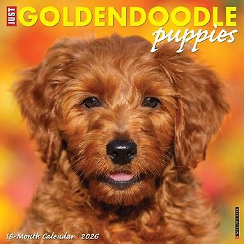 Goldendoodle Puppies 2026 12 X 12 Wall Calendar