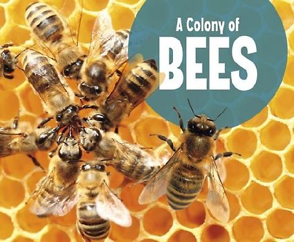 A Colony of Bees