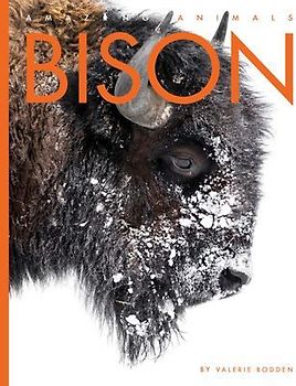 Bison