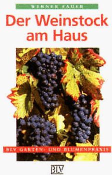Der Weinstock am Haus
