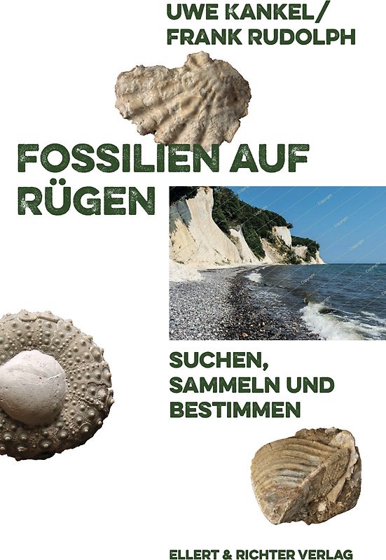Fossilien auf Rügen
