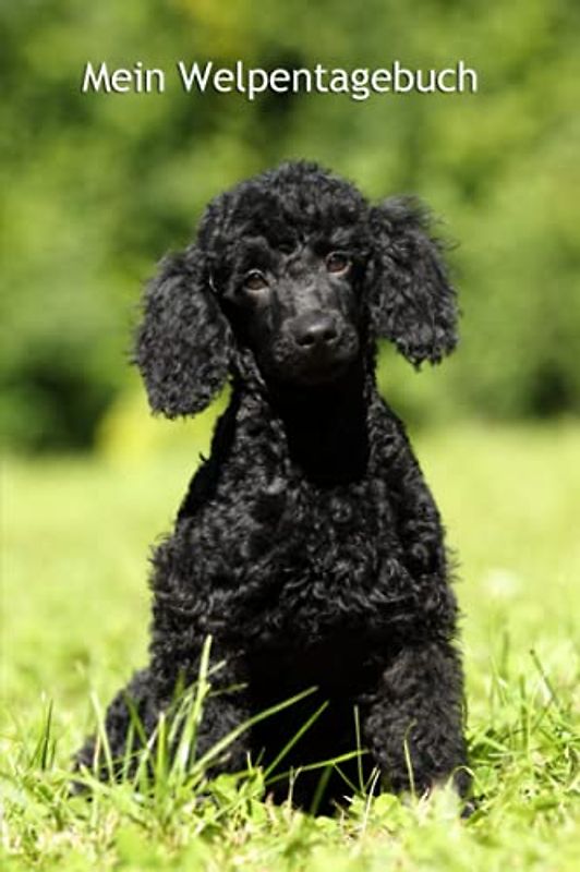 Mein Welpentagebuch: die ersten Monate mit meinem Pudel - für Welpenbesitzer - für Hundezüchter als Geschenk für die Welpenkäufer beim Auszug der Welpen