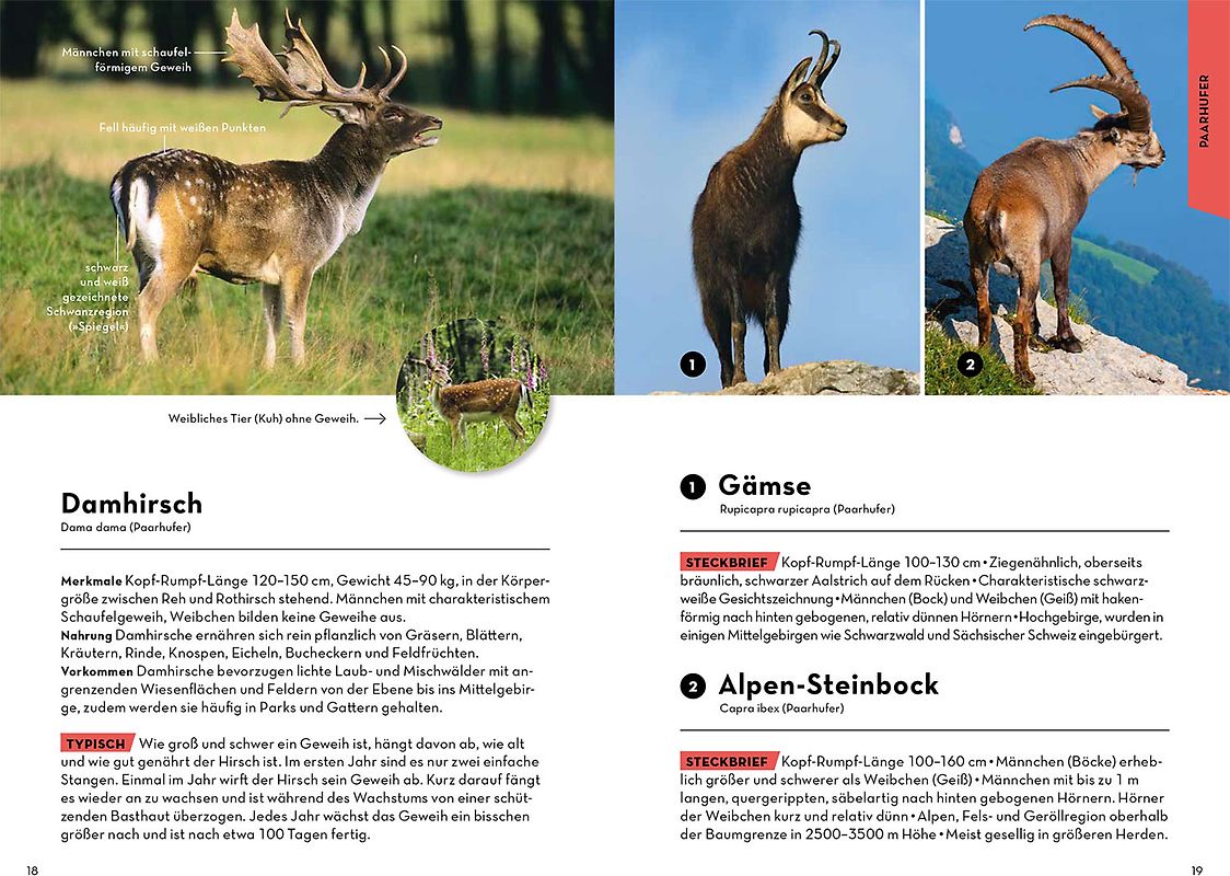 Der Struwwelpeter oder Lustige Geschichten und drollige Bilder