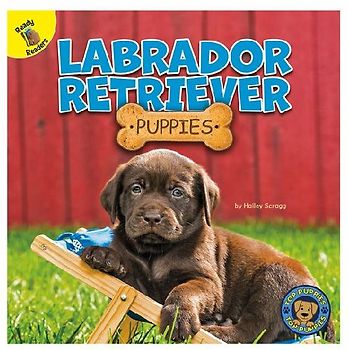 Labrador Retriever Puppies