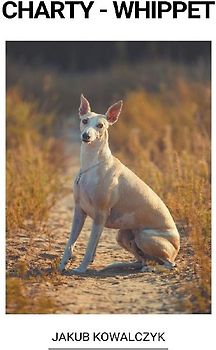 Whippet