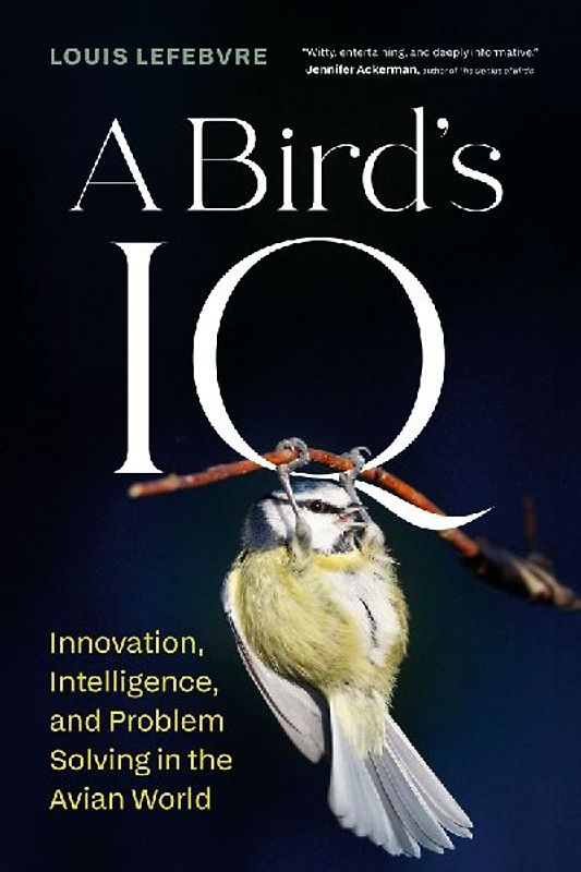 A Bird's IQ