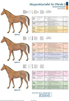 Akupunkturtafel für Pferde 3 + 4