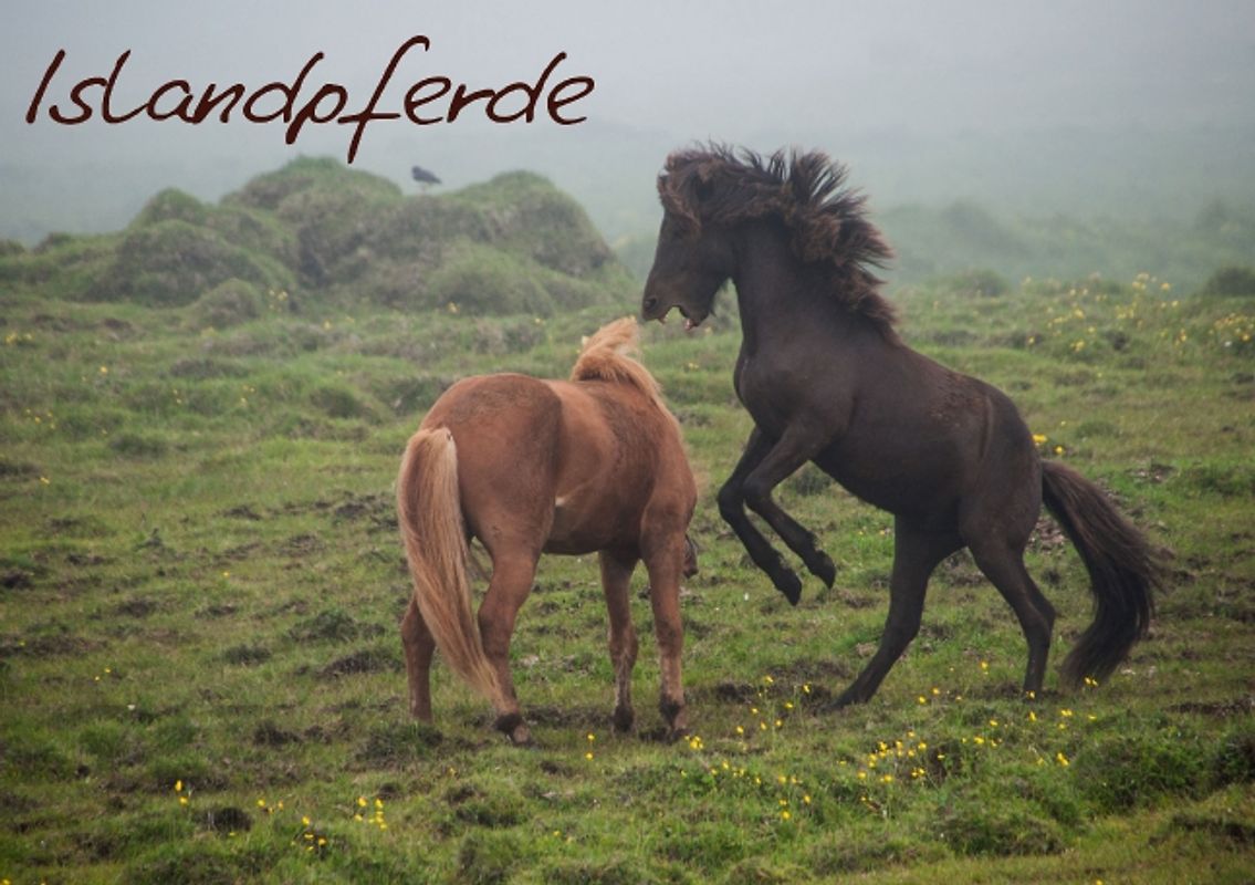 Islandpferde (Tischaufsteller DIN A5 quer)