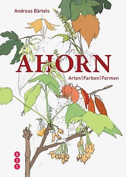 Ahorn