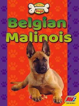 Belgian Malinois