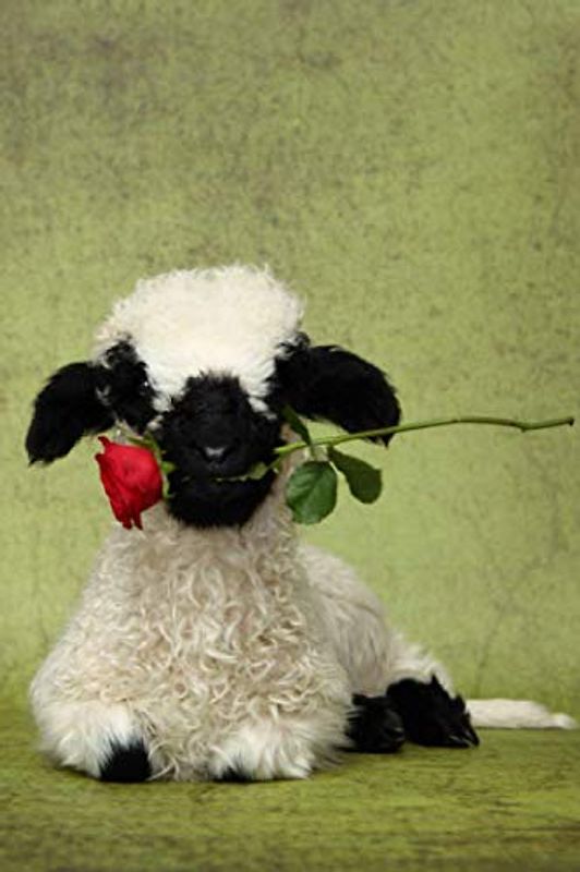 Valais Blacknose Sheep Notebook: Notebook 6x9 with 120 pages squared paper