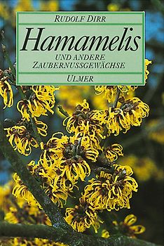 Hamamelis