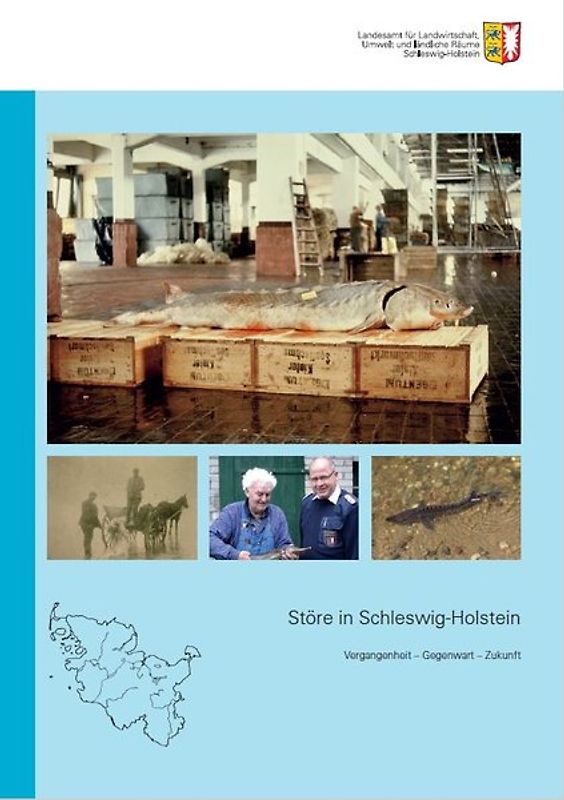 Störe in Schleswig-Holstein
