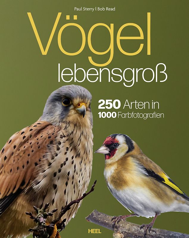 Vögel lebensgroß