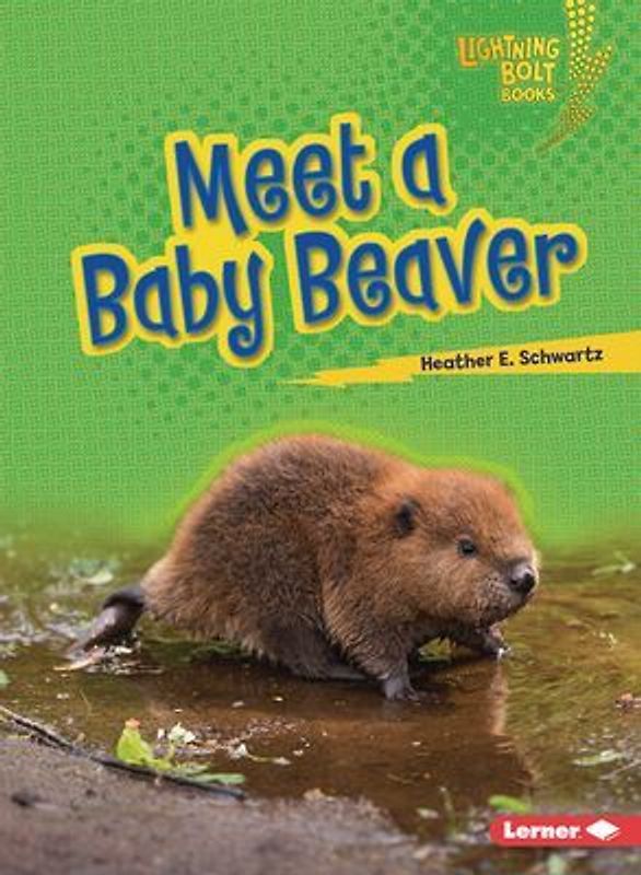Meet a Baby Beaver
