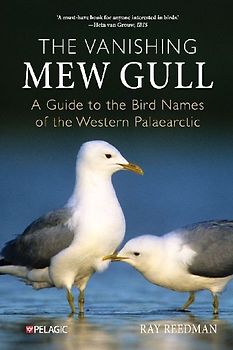 The Vanishing Mew Gull