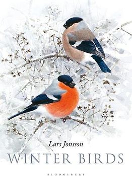 Winter Birds