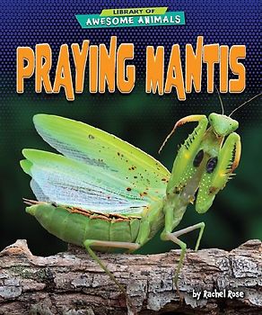 Praying Mantis