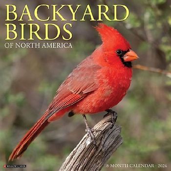 Backyard Birds 2026 12 X 12 Wall Calendar