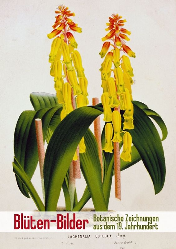 Blüten-Bilder: Botanische Zeichnungen aus dem 19. Jahrhundert (Posterbuch DIN A4 hoch)