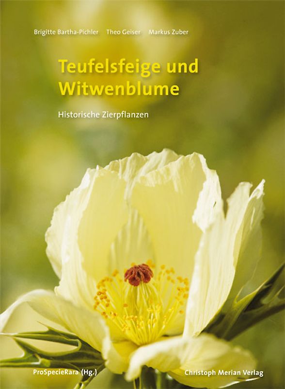 Teufelsfeige und Witwenblume