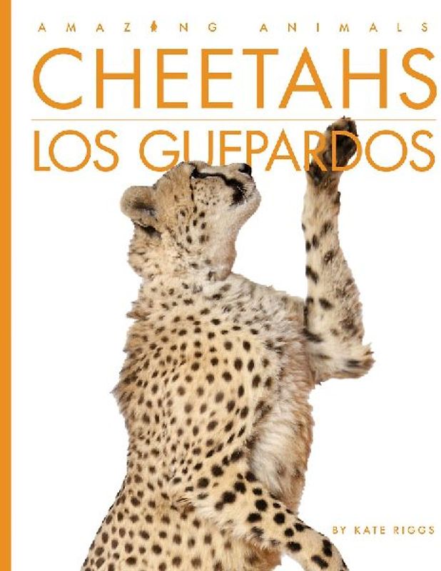 Cheetahs / Los Guepardos