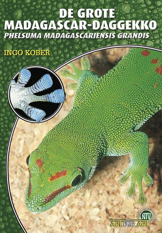 De Grote Madagascar-Daggecko (niederl.)